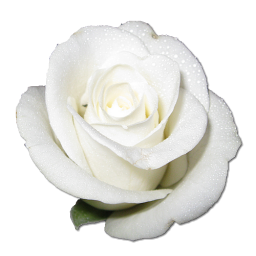 White Rose Icon Png Clipart Image Iconbug Com