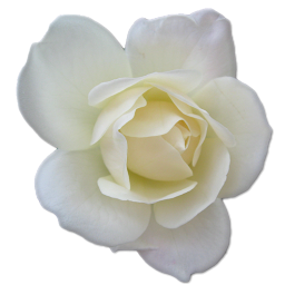 White Rose 2 Icon Png Clipart Image Iconbug Com