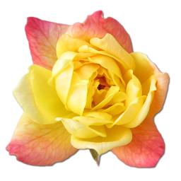 Yellow Rose Icon Png Clipart Image Iconbug Com