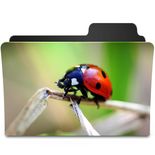 ladybug PNG image transparent image download, size: 256x256px